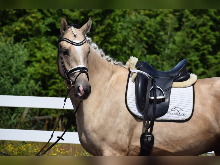 Hanoverian Gelding 6 years 16.2 hh Palomino in Dätgen