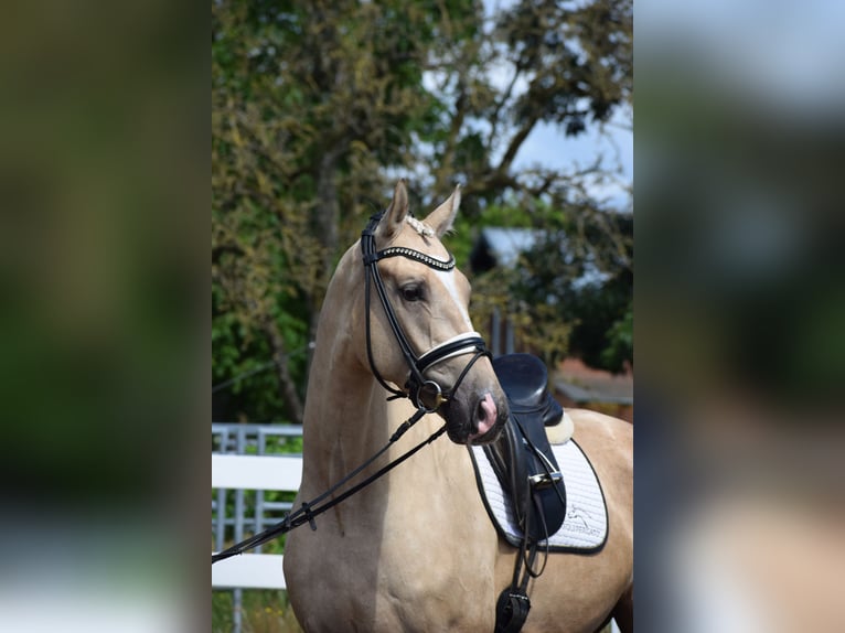 Hanoverian Gelding 6 years 16.2 hh Palomino in Dätgen