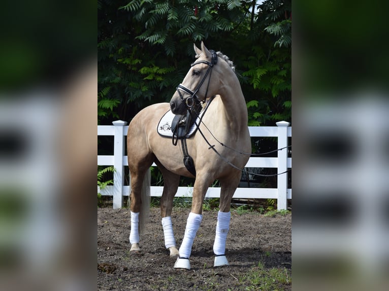 Hanoverian Gelding 6 years 16.2 hh Palomino in Dätgen