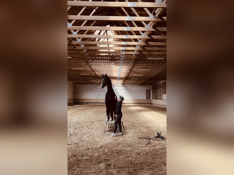 Hanoverian Gelding 6 years 16.2 hh Smoky-Black in Poing