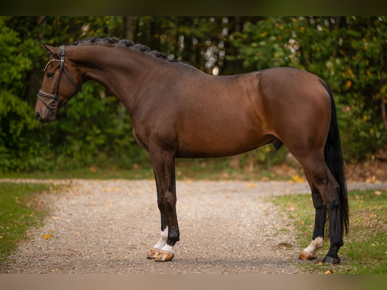 Hanoverian Gelding 6 years 16.3 hh Bay-Dark in Wehringen