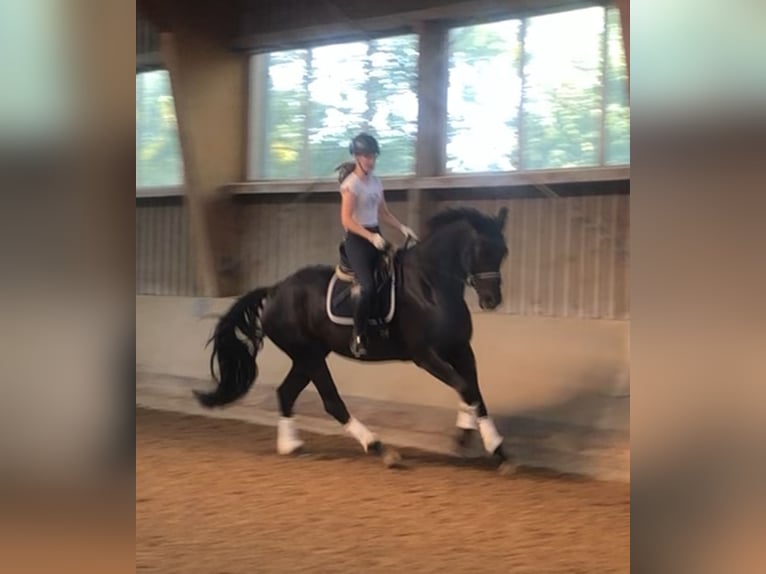 Hanoverian Gelding 6 years 16,3 hh Black in Sehnde