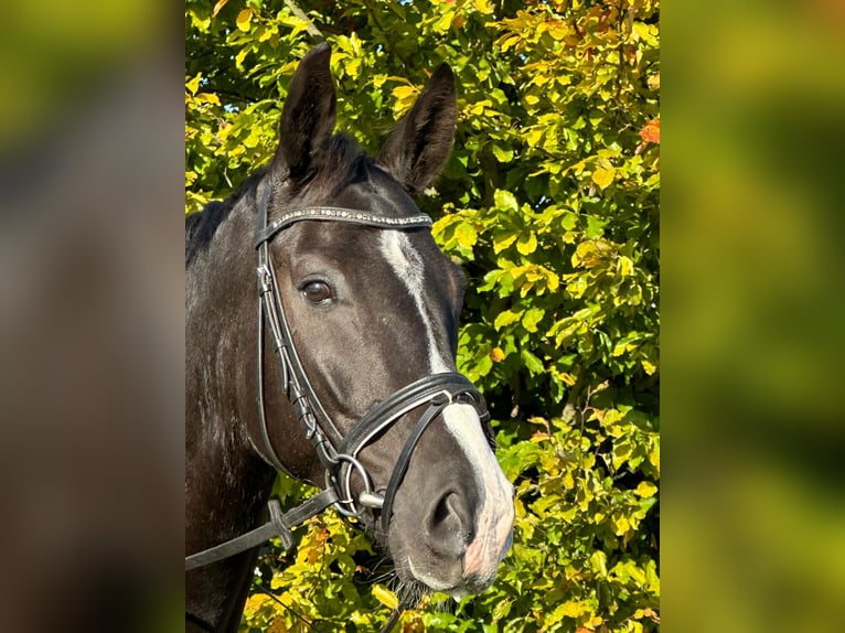 Hanoverian Gelding 6 years 16,3 hh Black in Winsen (Luhe)