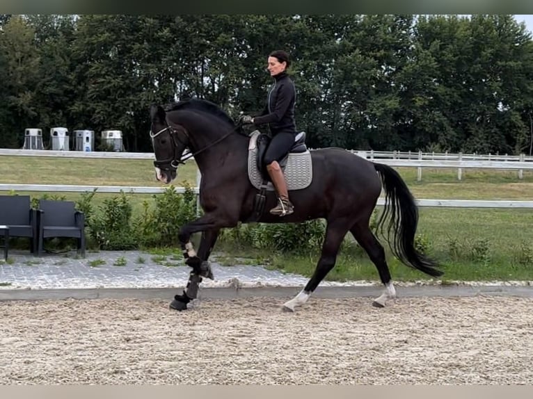 Hanoverian Gelding 6 years 16,3 hh Black in Winsen (Luhe)