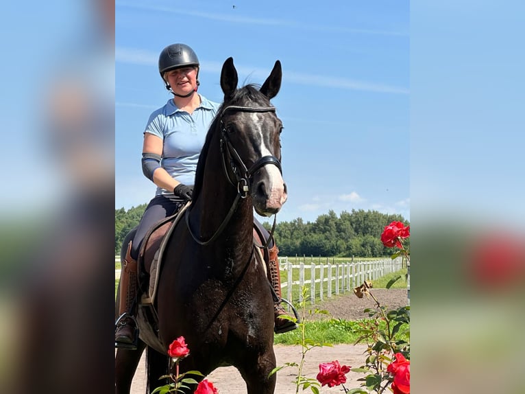 Hanoverian Gelding 6 years 16,3 hh Black in Winsen (Luhe)