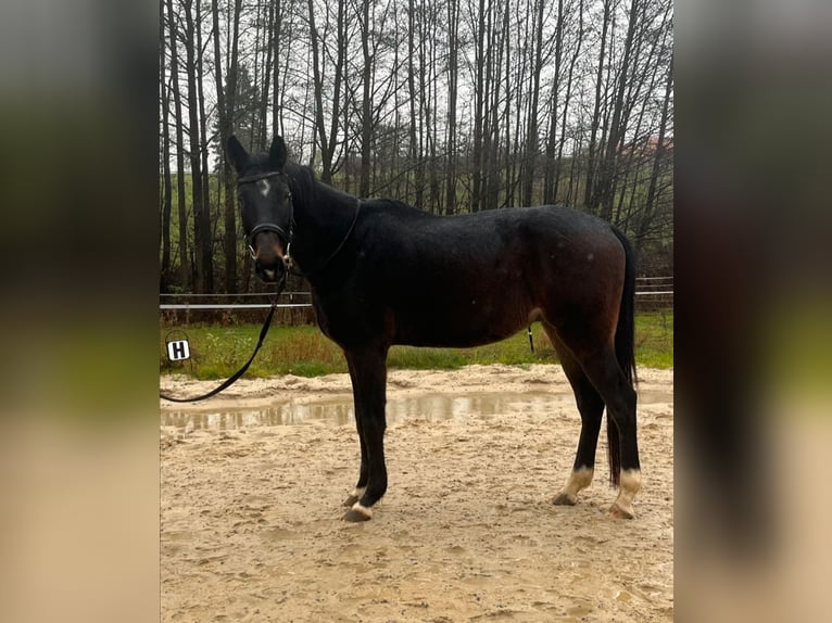Hanoverian Gelding 6 years 16.3 hh Brown in Prebitz