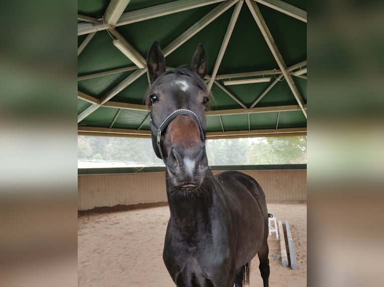 Hanoverian Gelding 6 years 16.3 hh Brown in Prebitz