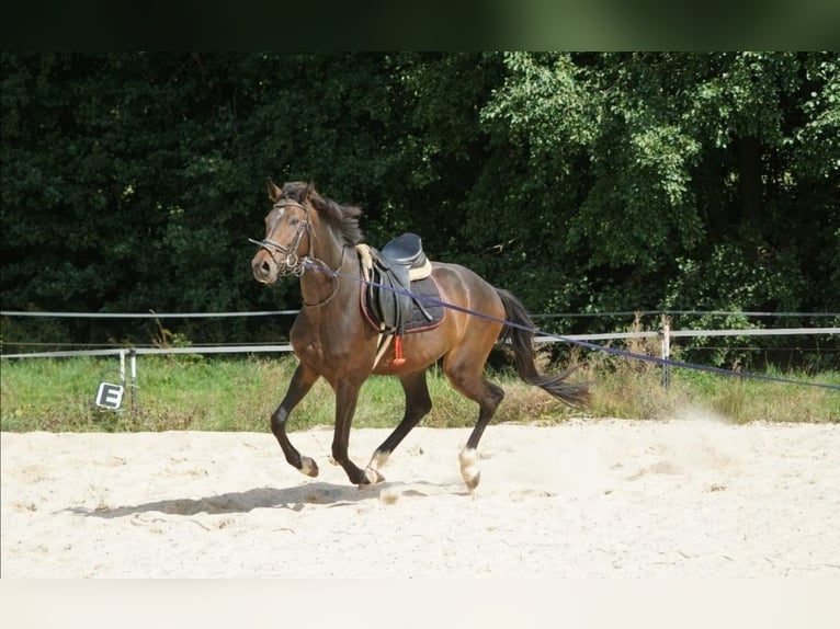 Hanoverian Gelding 6 years 16.3 hh Brown in Prebitz