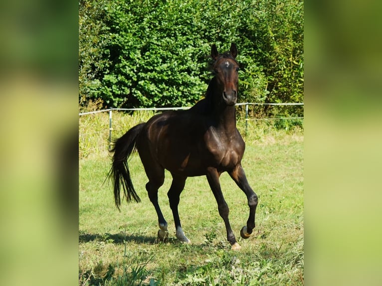 Hanoverian Gelding 6 years 16.3 hh Brown in Prebitz