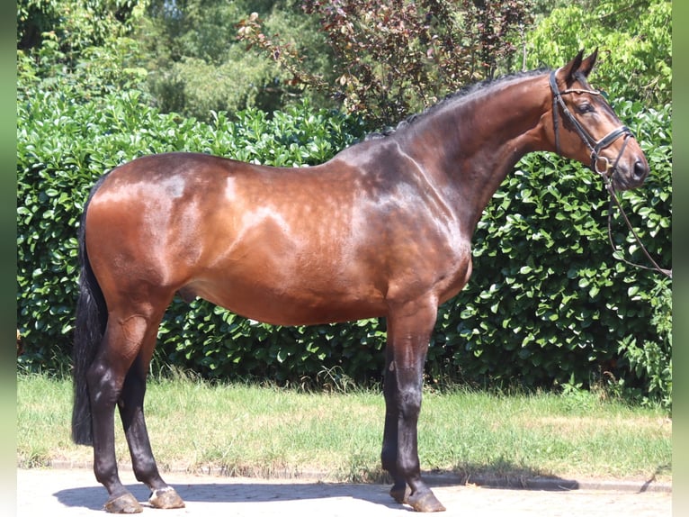Hanoverian Gelding 6 years 16.3 hh Brown in Selsingen