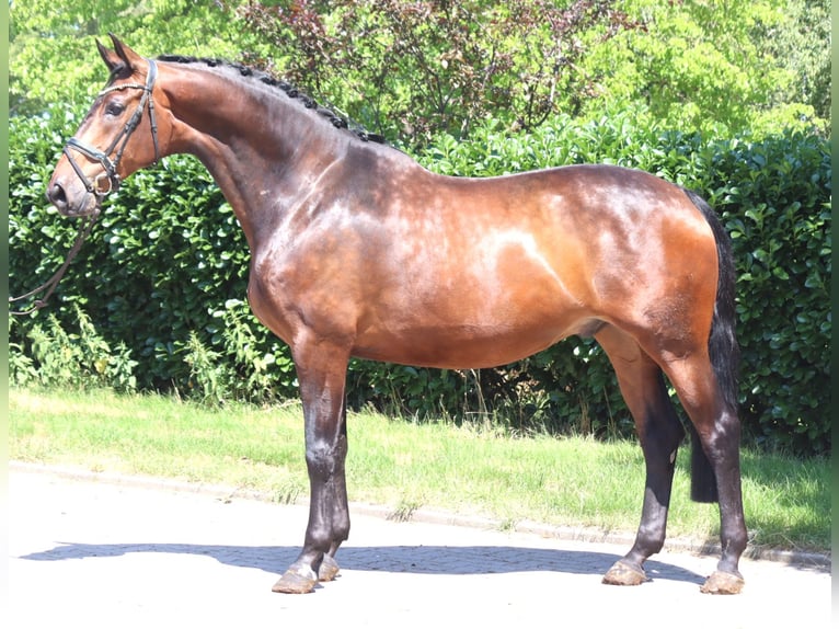 Hanoverian Gelding 6 years 16.3 hh Brown in Selsingen