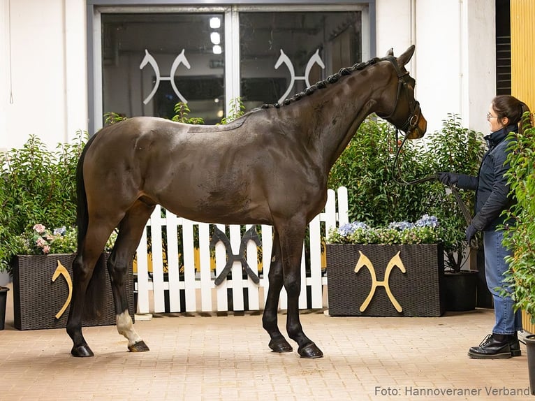 Hanoverian Gelding 6 years 16.3 hh Brown in Verden