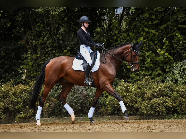 Hanoverian Gelding 6 years 16,3 hh Brown in Riedstadt