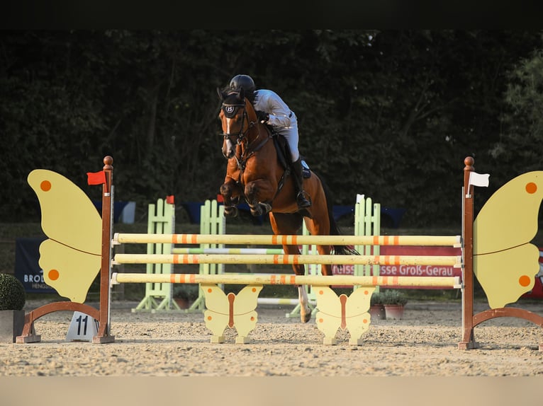 Hanoverian Gelding 6 years 16,3 hh Brown in Riedstadt