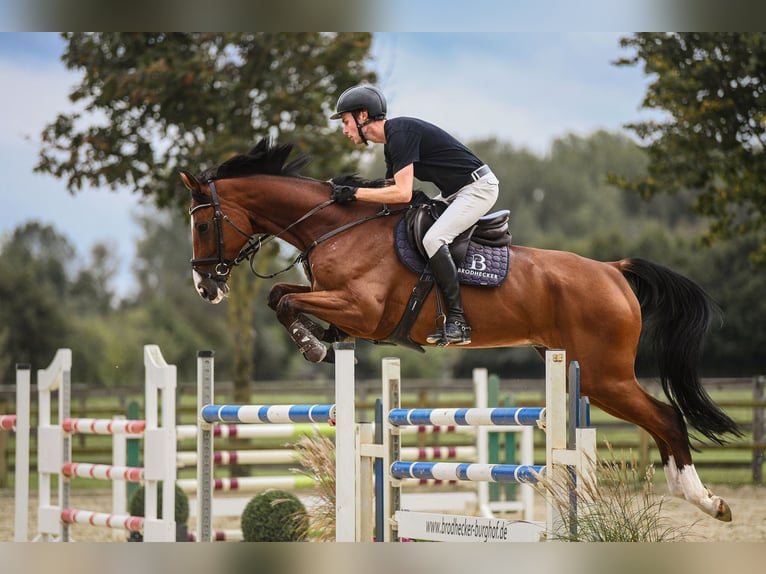 Hanoverian Gelding 6 years 16,3 hh Brown in Riedstadt