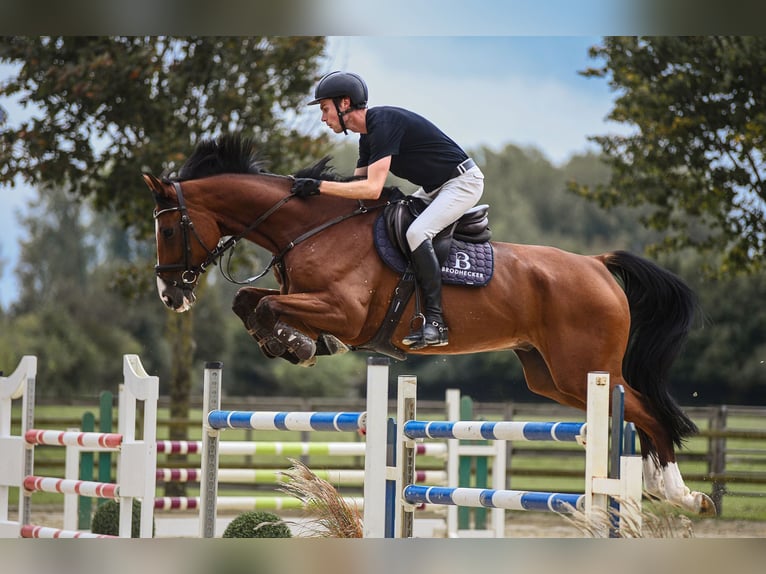 Hanoverian Gelding 6 years 16,3 hh Brown in Riedstadt