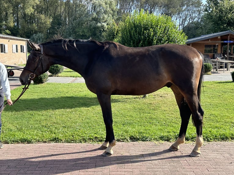 Hanoverian Gelding 6 years 16.3 hh Brown in Bad Kreuznach