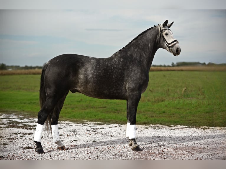 Hanoverian Gelding 6 years 16,3 hh Gray in Cegléd