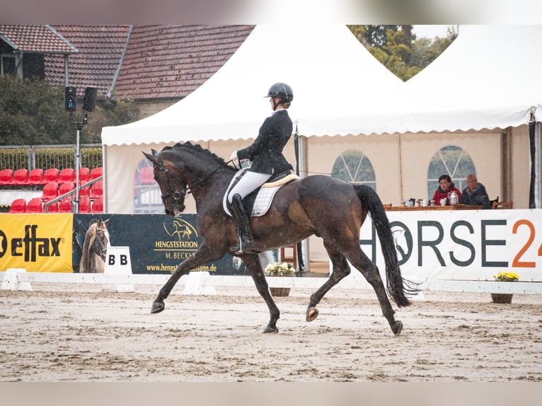 Hanoverian Gelding 6 years 16,3 hh Smoky-Black in Greven