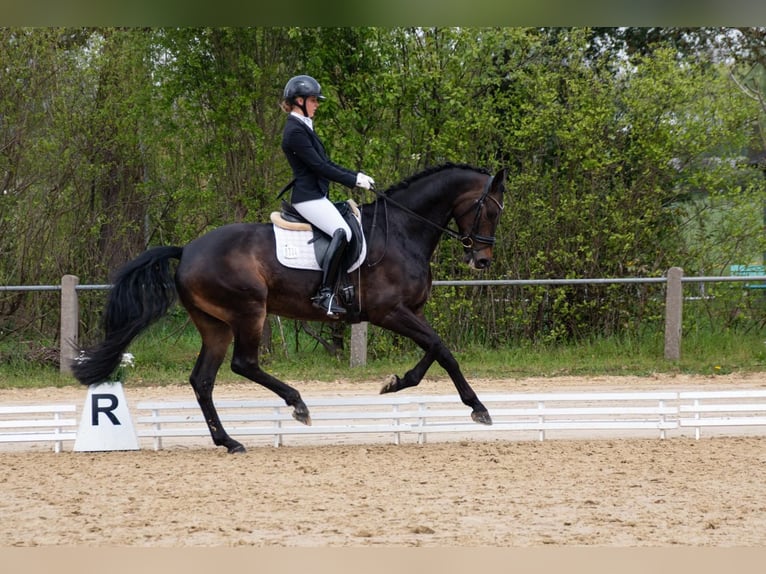 Hanoverian Gelding 6 years 16,3 hh Smoky-Black in Greven