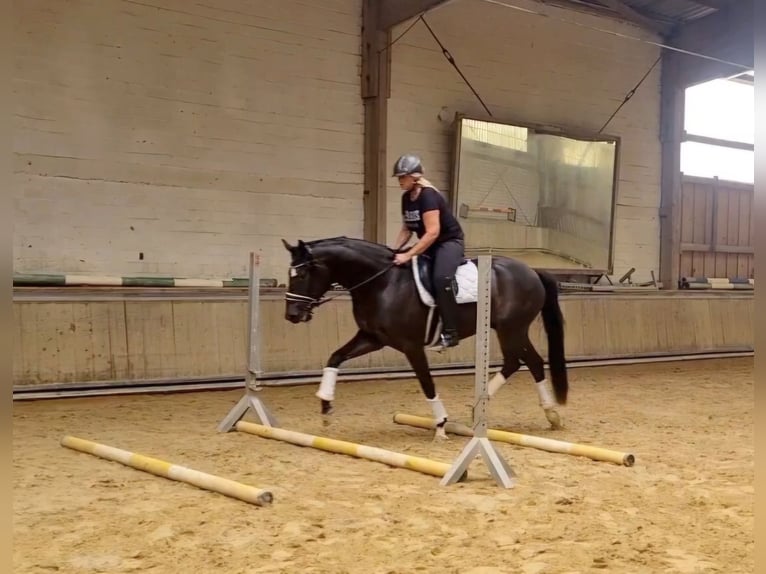 Hanoverian Gelding 6 years 16.3 hh Smoky-Black in Baunatal