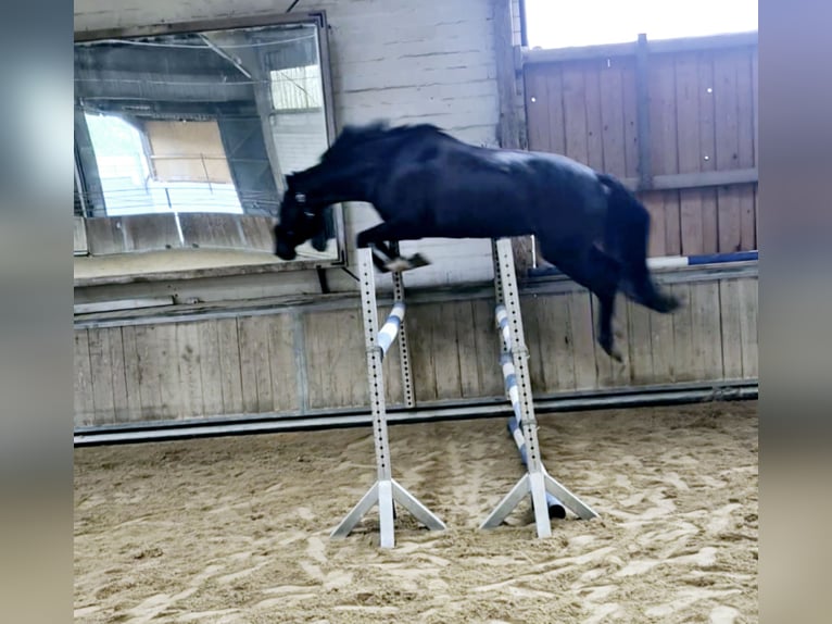Hanoverian Gelding 6 years 16.3 hh Smoky-Black in Baunatal