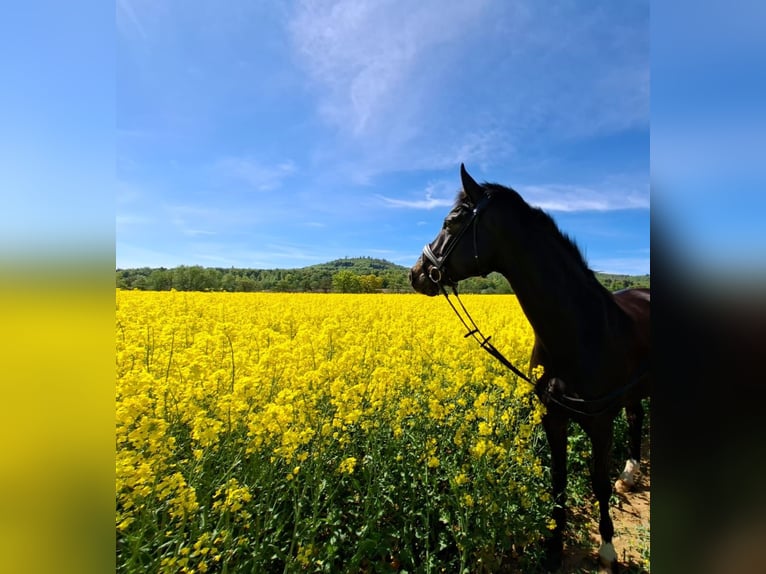 Hanoverian Gelding 6 years 16.3 hh Smoky-Black in Baunatal