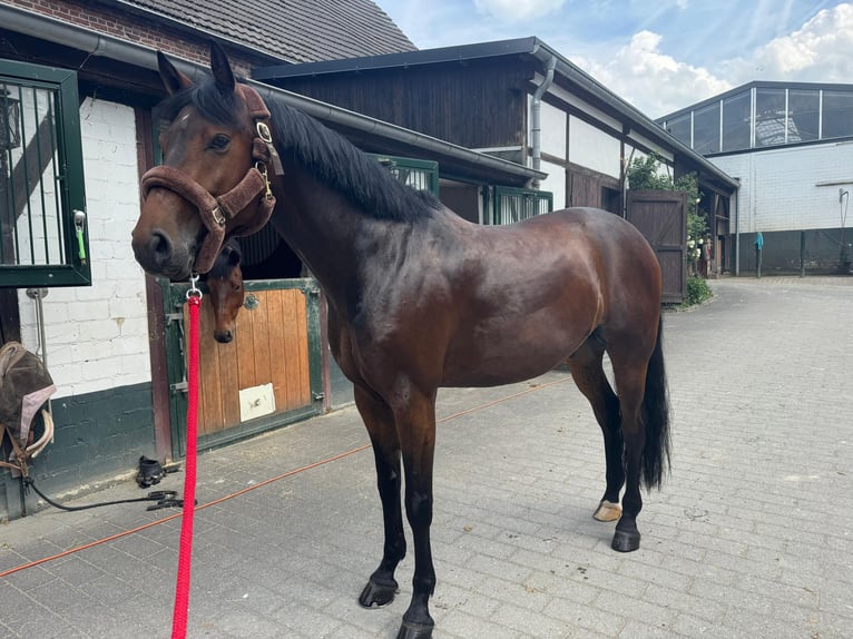 Hanoverian Gelding 6 years 16 hh Bay-Dark in Hamm