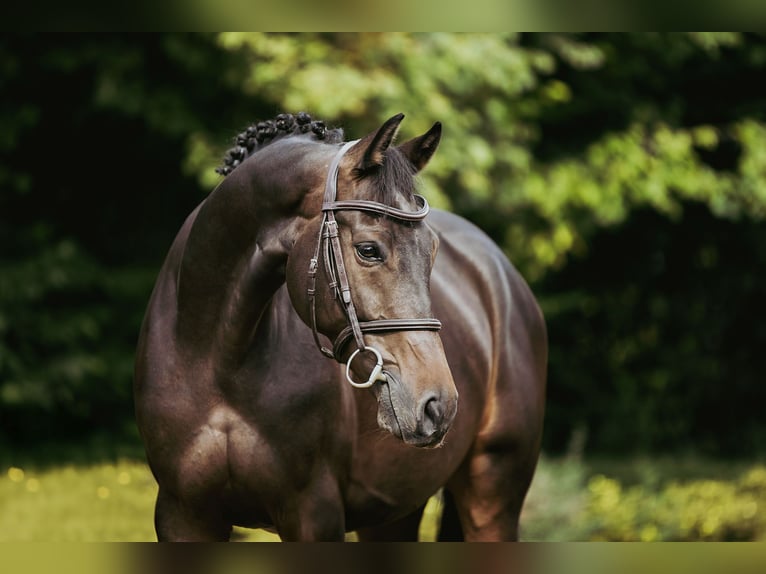 Hanoverian Gelding 6 years 16 hh Bay-Dark in Riedstadt
