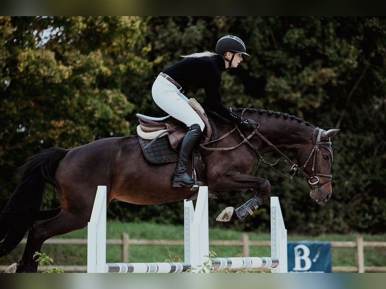 Hanoverian Gelding 6 years 16 hh Bay-Dark in Riedstadt