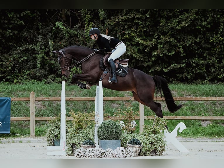Hanoverian Gelding 6 years 16 hh Bay-Dark in Riedstadt