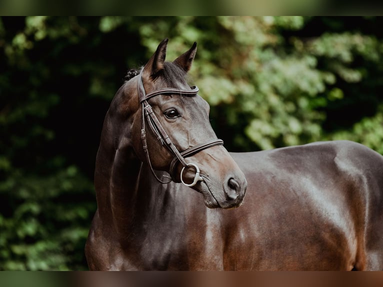 Hanoverian Gelding 6 years 16 hh Bay-Dark in Riedstadt