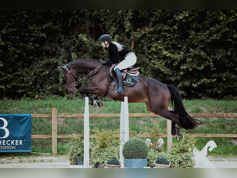 Hanoverian Gelding 6 years 16 hh Bay-Dark in Riedstadt
