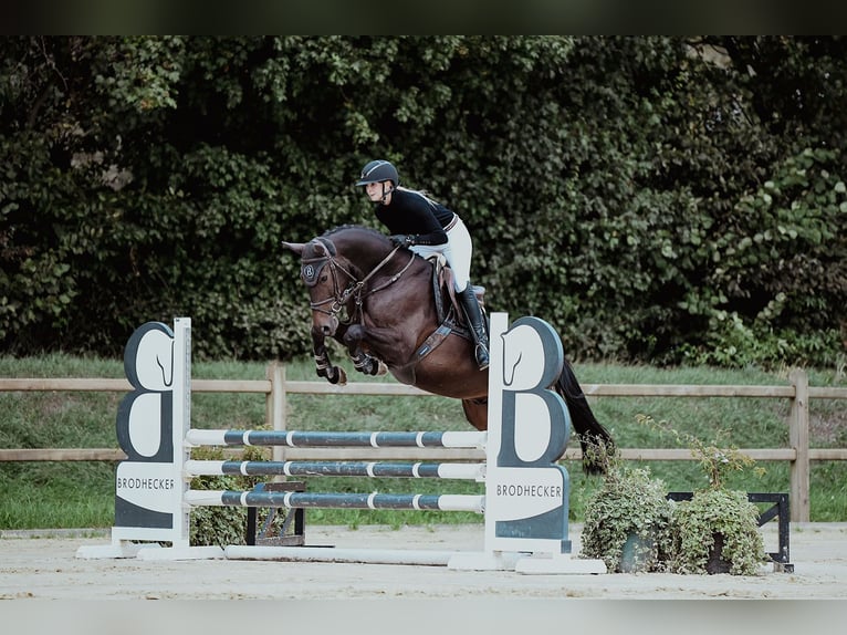 Hanoverian Gelding 6 years 16 hh Bay-Dark in Riedstadt