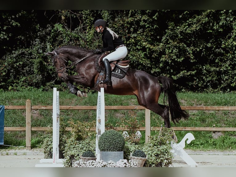 Hanoverian Gelding 6 years 16 hh Bay-Dark in Riedstadt