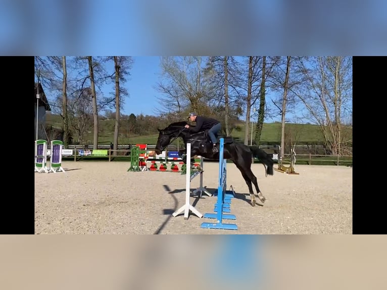 Hanoverian Gelding 6 years 16 hh Bay-Dark in DarmstadtModautal