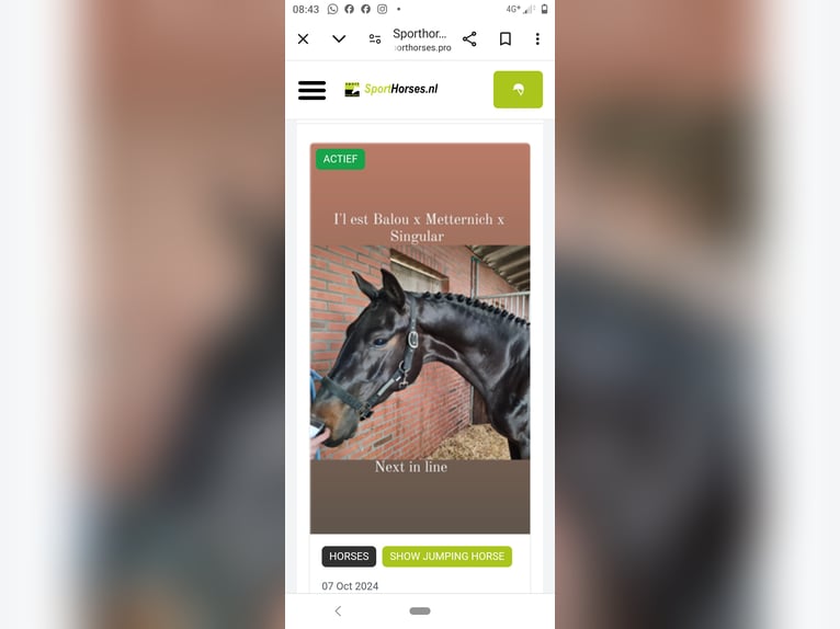 Hanoverian Gelding 6 years 16 hh Bay-Dark in Barger-Compascuum