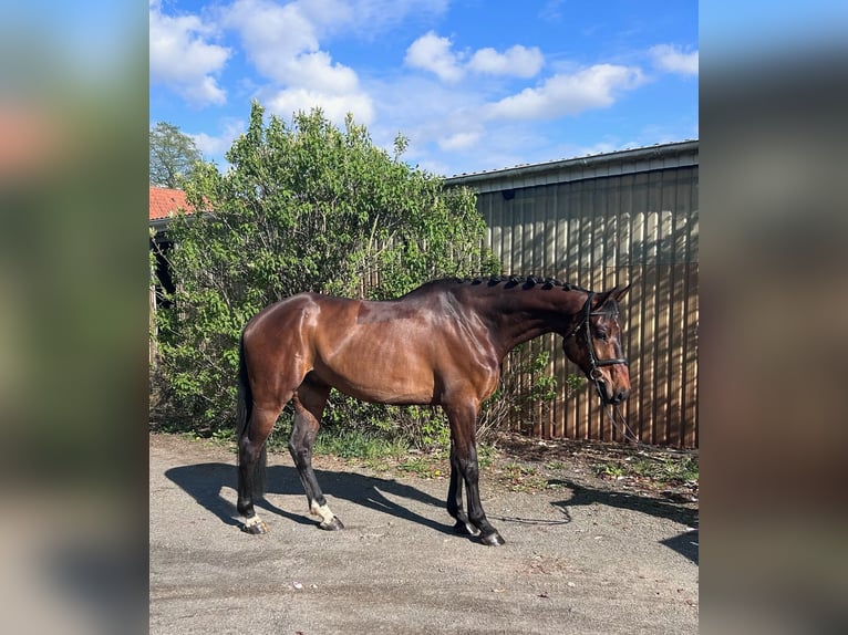 Hanoverian Gelding 6 years 16 hh Bay-Dark in Siedenburg