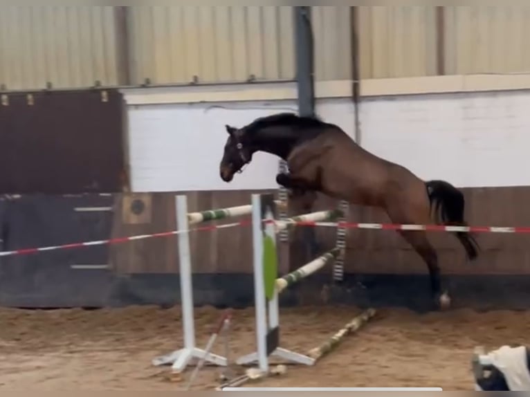 Hanoverian Gelding 6 years 16 hh Bay-Dark in Siedenburg