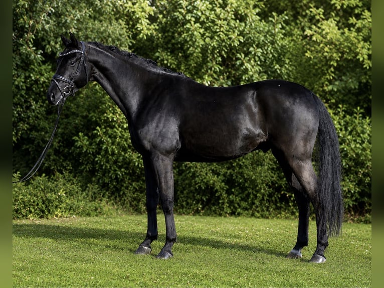 Hanoverian Gelding 6 years 16 hh Black in Rosenheim