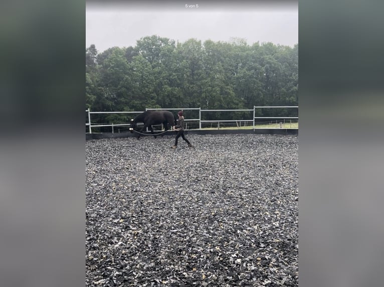 Hanoverian Gelding 6 years 16 hh Black in Heroldsbach