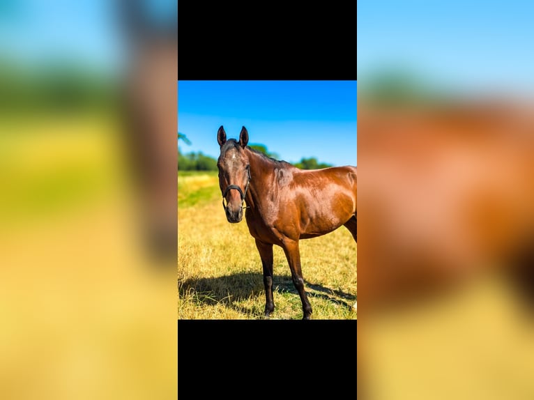 Hanoverian Gelding 6 years 16 hh Brown in Worms