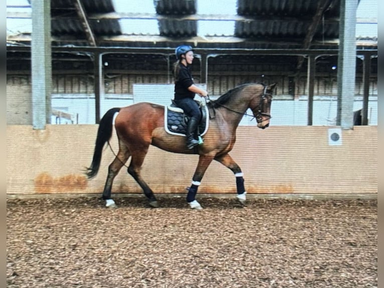 Hanoverian Gelding 6 years 16 hh Brown in Detmold