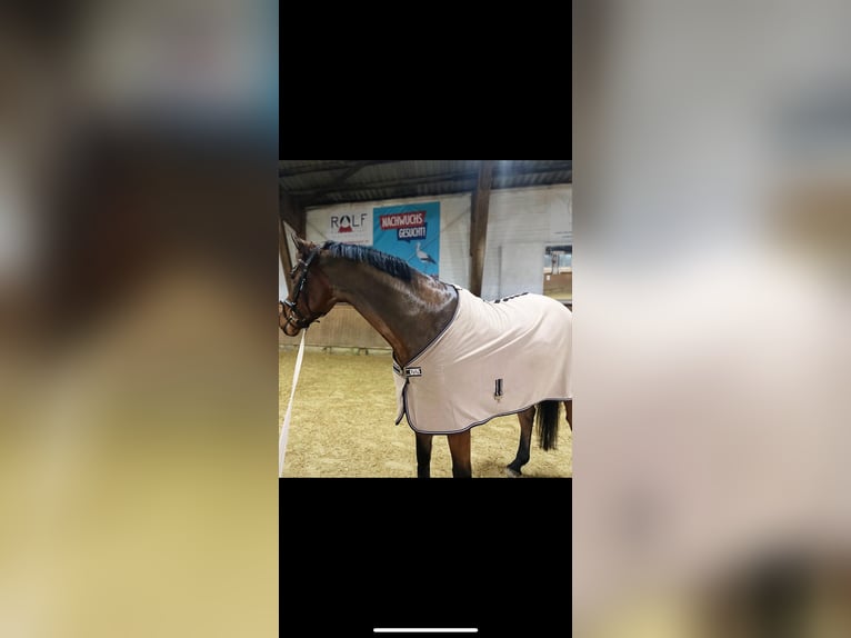 Hanoverian Gelding 6 years 16 hh Brown in Detmold