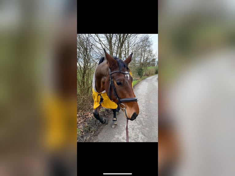 Hanoverian Gelding 6 years 16 hh Brown in Detmold