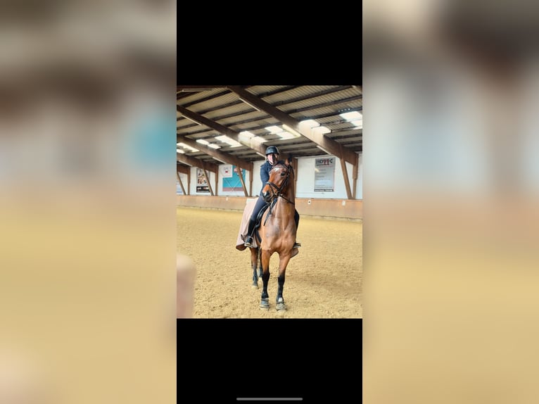 Hanoverian Gelding 6 years 16 hh Brown in Detmold