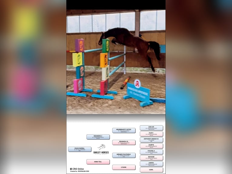 Hanoverian Gelding 6 years 16 hh Brown in Gödenstorf