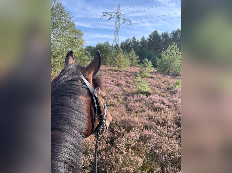 Hanoverian Gelding 6 years 16 hh Brown in Mechtersen