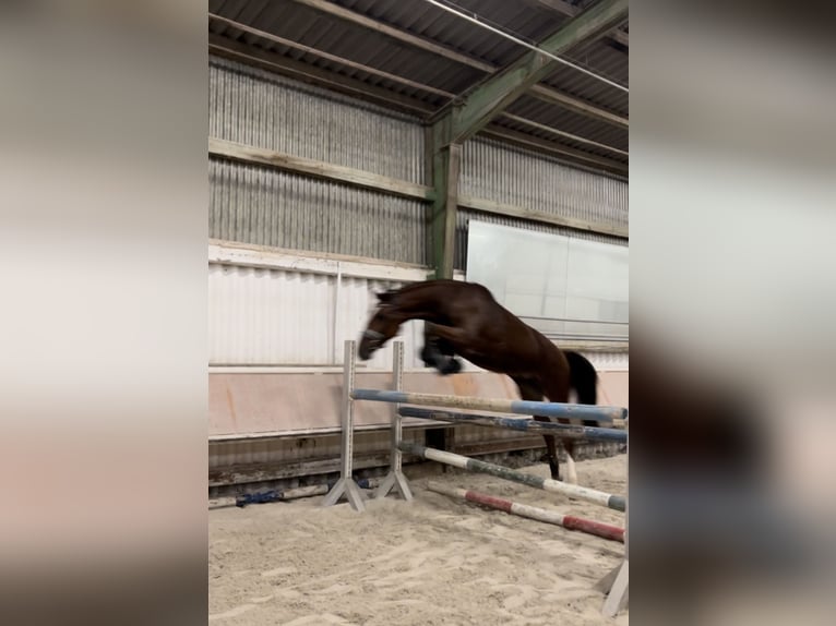 Hanoverian Gelding 6 years 16 hh Brown in Gro&#xDF;-Umstadt