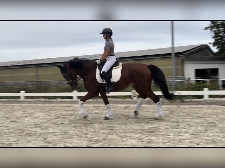 Hanoverian Gelding 6 years 16 hh Brown in Gro&#xDF;-Umstadt